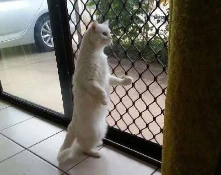 带你吃瓜猫雕像,带你领略“吃瓜猫”雕像的独特魅力 第2张 带你吃瓜猫雕像,带你领略“吃瓜猫”雕像的独特魅力 第2张